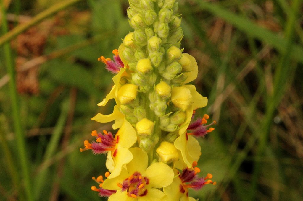 Verbascum nigrum / Verbasco nero
